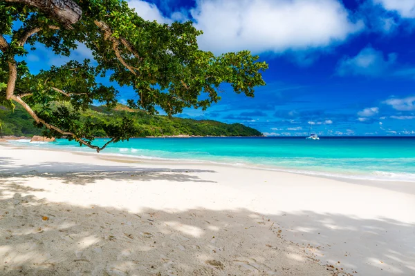 Boom op tropisch strand — Stockfoto