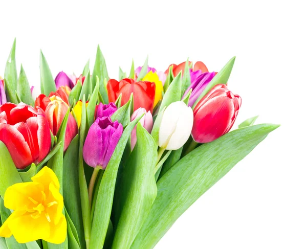 Colorful tulips flowers — Stock Photo, Image