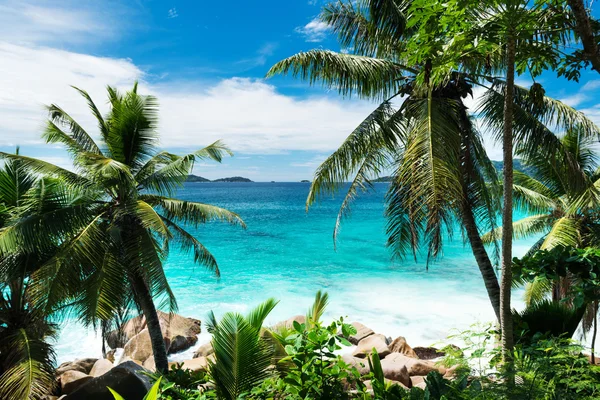 Handpalmen op tropisch strand op de Seychellen — Stockfoto