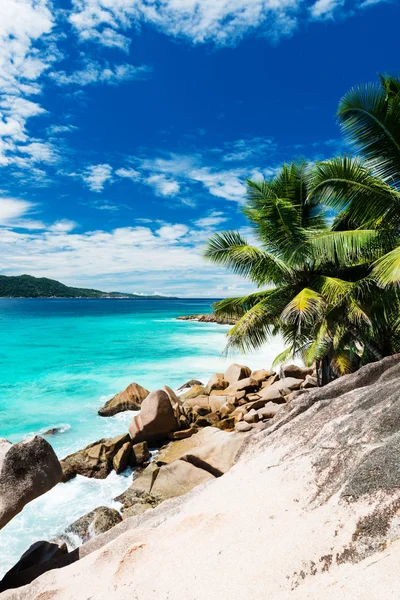 Palmen am tropischen Strand auf den Seychellen — Stockfoto