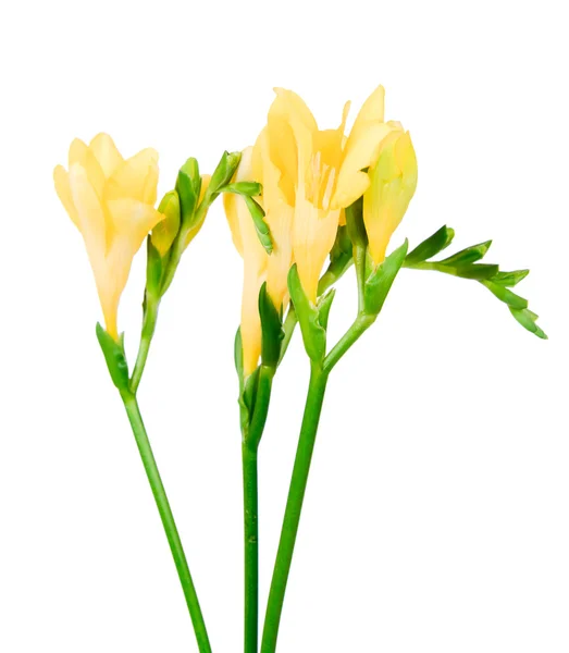 Keltaiset freesia kukat eristetty — kuvapankkivalokuva