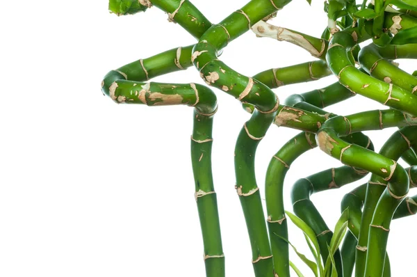 Fresh bamboo stems isolated — Stock Photo, Image