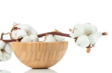 Ahşap kase ile pamuk dal
