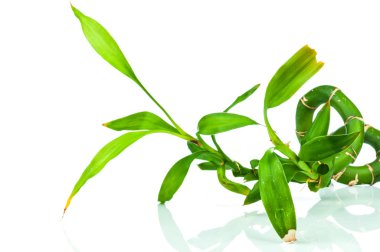 İzole taze bambu kök