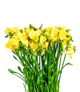 İzole sarı Frezya çiçek