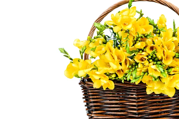Fleurs freesia jaunes dans l'osier — Photo