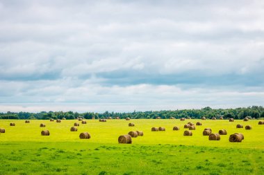 Yeşil çayırlarda bükülmüş saman yığınları