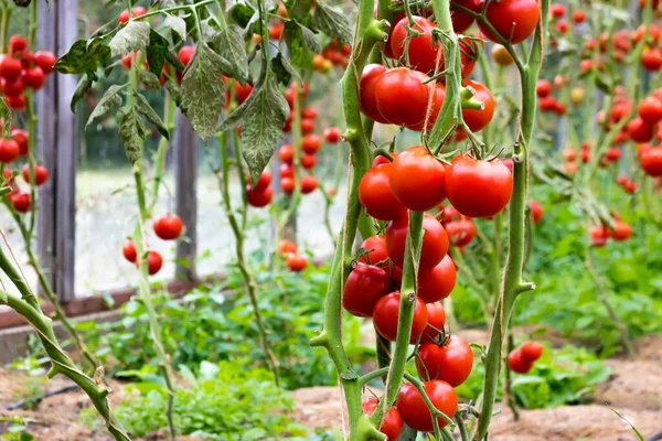 Olgun kırmızı domatesler Bir serada bir dalda asılı