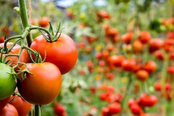 Mogna Röda Tomater Hänger Gren Ett Växthus Närbild Copyspace — Stockfoto