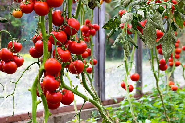 Tomates Rojos Maduros Cuelgan Una Rama Invernadero — Foto de Stock