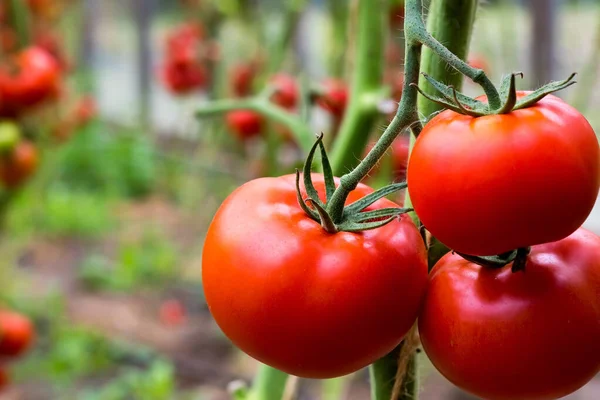 Los Tomates Rojos Maduros Cuelgan Una Rama Invernadero Primer Plano Fotos De Stock Sin Royalties Gratis
