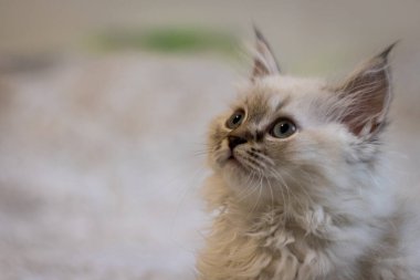 Küçük sevimli gri kedi yavrusu yana bakıyor. Kedicik. Gözler. Şirin. kopyalama alanı