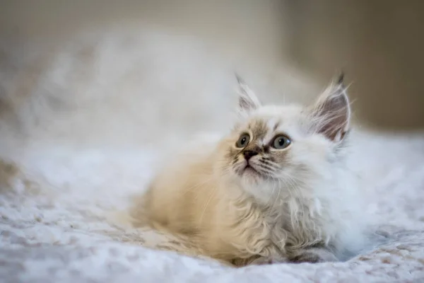 Little Cute Gray Kitten Looks Side Kitty Eyes Cute Copyspace — Stock Photo, Image