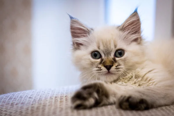 Liten Söt Grå Kattunge Tittar Dig Kissen Ögon Söt — Stockfoto