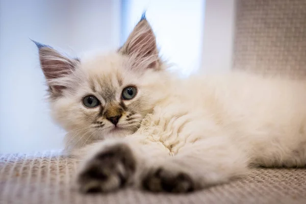 Little Cute Gray Kitten Looks You Kitty Eyes Cute — Stock Photo, Image
