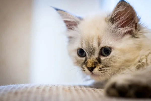 Liten Söt Grå Kattunge Ser Sidan Kissen Ögon Söt Copyspace — Stockfoto