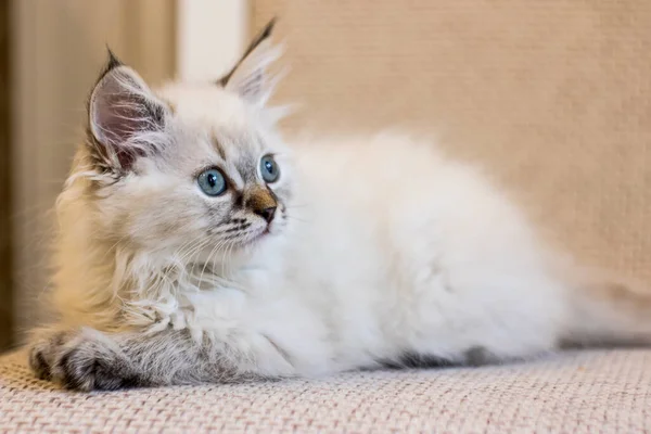 Little Cute Gray Kitten Looks Side Kitty Eyes Cute Copyspace — Stock Photo, Image