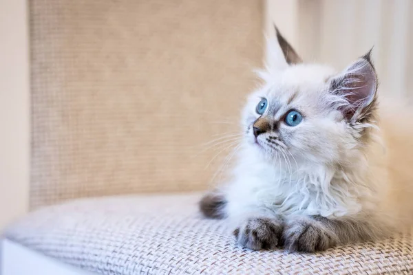 Little Cute Gray Kitten Looks Side Kitty Eyes Cute Copyspace — Stock Photo, Image