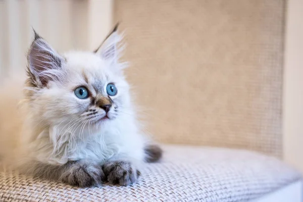 Little Cute Gray Kitten Looks Side Kitty Eyes Cute Copyspace — Stock Photo, Image