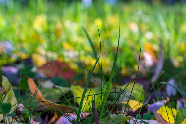 Grass on a background of leaves — Stock Photo, Image