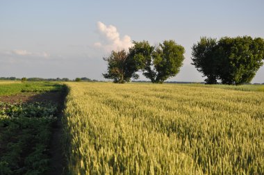 Buğday tarlası ve bulutlu yaz manzarası