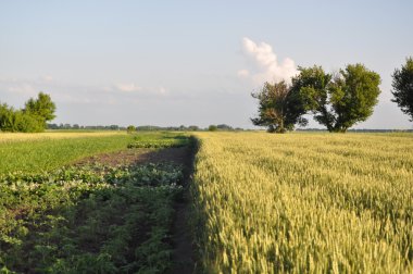 Buğday tarlası ve bulutlu yaz manzarası