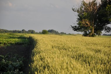 Buğday tarlası ve bulutlu yaz manzarası