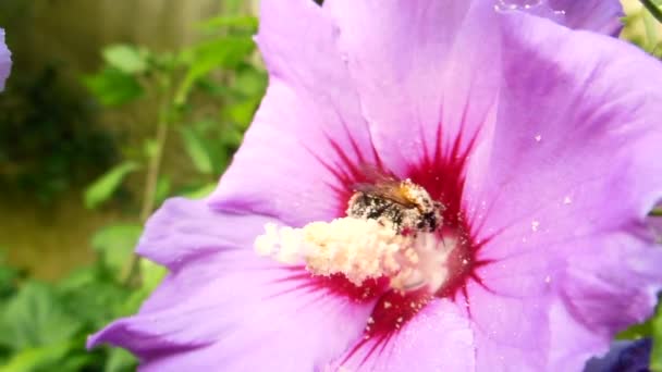 Humla med pollen belastning Stockvideo
