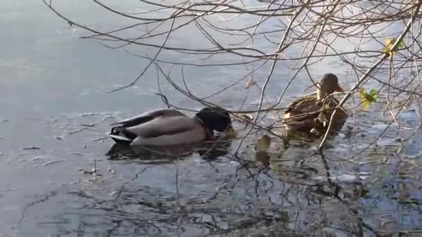 鸭子 — 图库视频影像