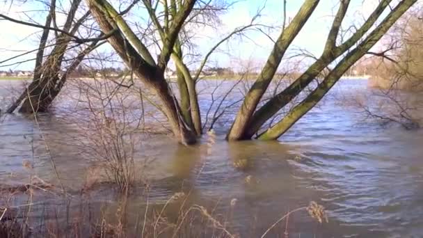 莱茵河上的洪水 — 图库视频影像