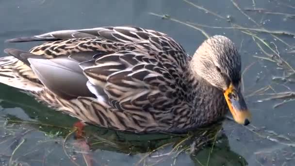 Female Duck — Stock Video