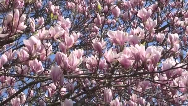 Magnolia blossom — Stockvideo