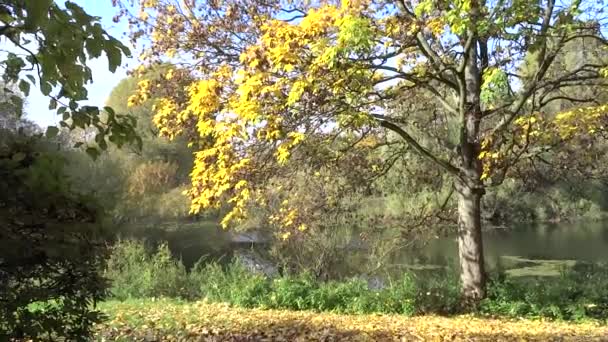 Indian summer in Rhineland — Stock Video