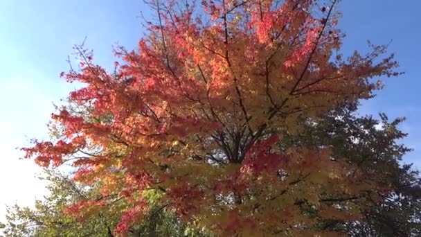 Деревья с цветными осенними листьями . — стоковое видео