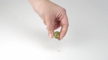 Beyaz arka planda marihuana tomurcuğu tutan kadınların yakın çekimleri. Esrar alternatif tıp ve şifalı bitkiler konseptidir.