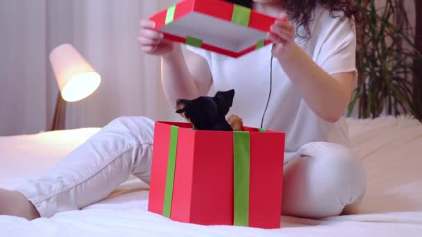 年轻快乐的女人从礼品盒里拿出可爱的小狗 黑色和棕褐色的迷你裙在女性手中 — 图库视频影像
