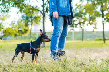 Genç bir kadın dışarıda oynayıp köpeğini eğitiyor. Siyah ve Tan minyatür. Parkta sahibi olan dişi bir köpek.