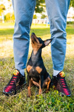 Genç adam dışarıda oynayıp köpeğini eğitiyor. Siyah ve Tan minyatür. Parkta sahibi olan dişi bir köpek.