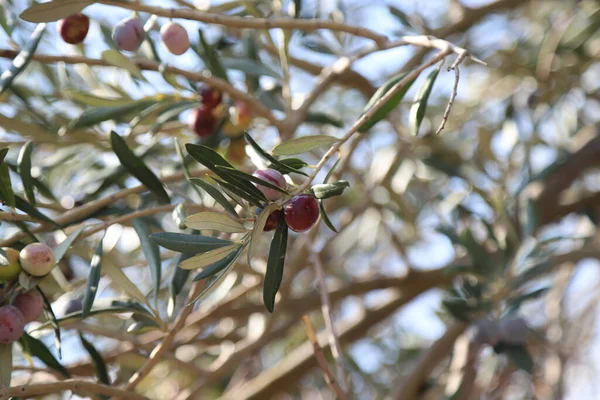 Olivo Con Olive Sui Rami Cibo Sano — Foto Stock