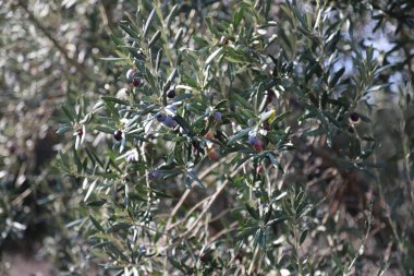 Dallarında zeytin dalı olan zeytin ağacı. sağlıklı yiyecekler