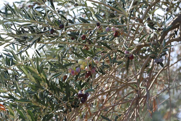 Azeitona Com Azeitonas Nos Seus Ramos Alimentos Saudáveis — Fotografia de Stock