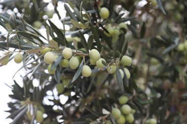 Dallarında zeytin dalı olan zeytin ağacı. sağlıklı yiyecekler