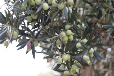 Dallarında zeytin dalı olan zeytin ağacı. sağlıklı yiyecekler
