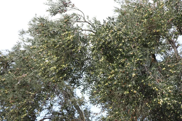 Dallarında zeytin dalı olan zeytin ağacı. sağlıklı yiyecekler