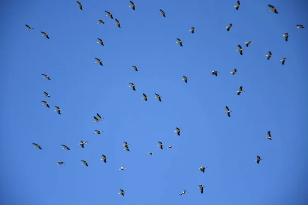 Stork Migration Grupp Himlen Migrerar — Stockfoto