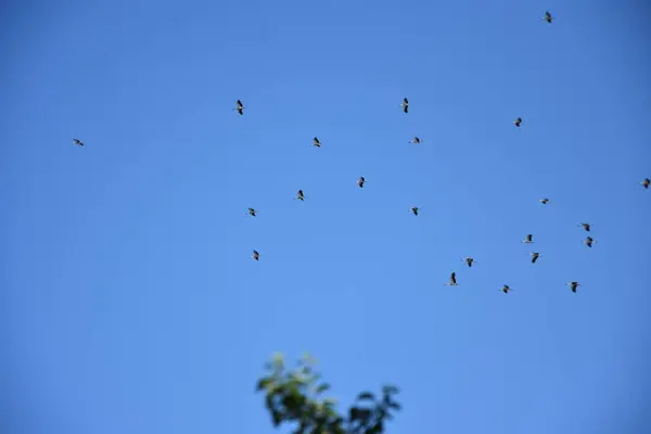 Migrasi Burung Bangau Kelompok Langit Mereka Bermigrasi — Stok Foto
