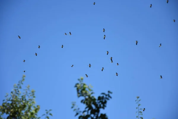 Migration Des Cigognes Groupe Dans Ciel Ils Migrent — Photo