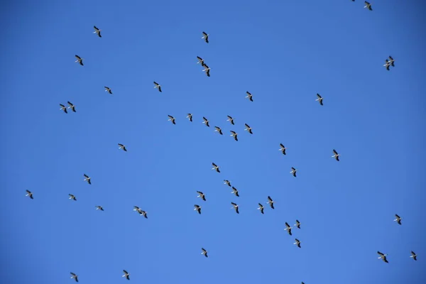 Migrasi Burung Bangau Kelompok Langit Mereka Bermigrasi — Stok Foto