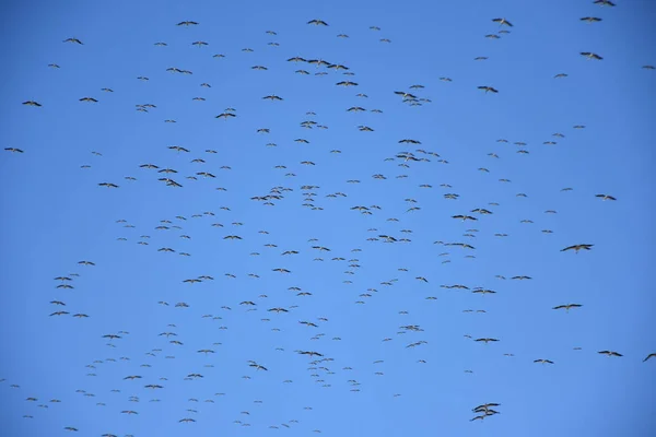 Migration Des Cigognes Groupe Dans Ciel Ils Migrent — Photo