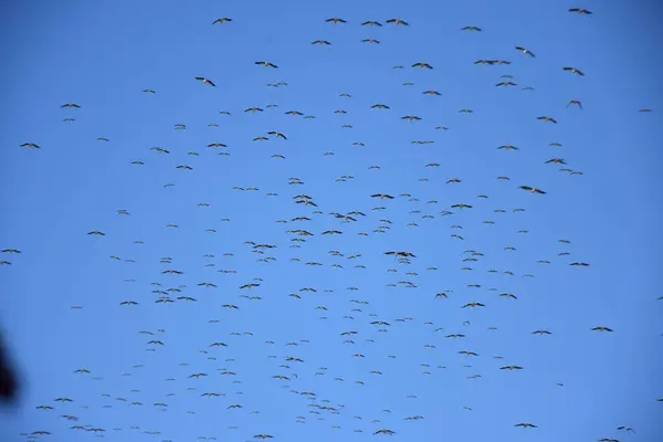 Stork Migrace Skupina Obloze Migrují — Stock fotografie